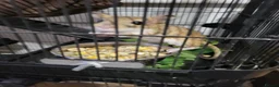 Mixed Breed rodents for sale: Persian jirbs  in Braintree - Advert 3