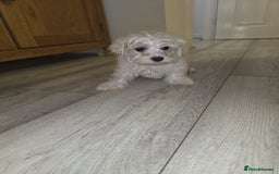 Maltese dogs for sale: Maltese puppies  - Image 15
