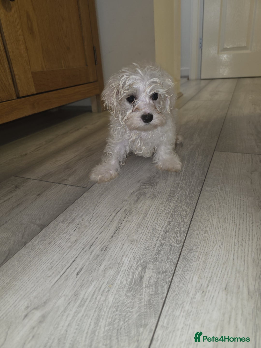 Maltese dogs for sale: Maltese puppies  - Image 15