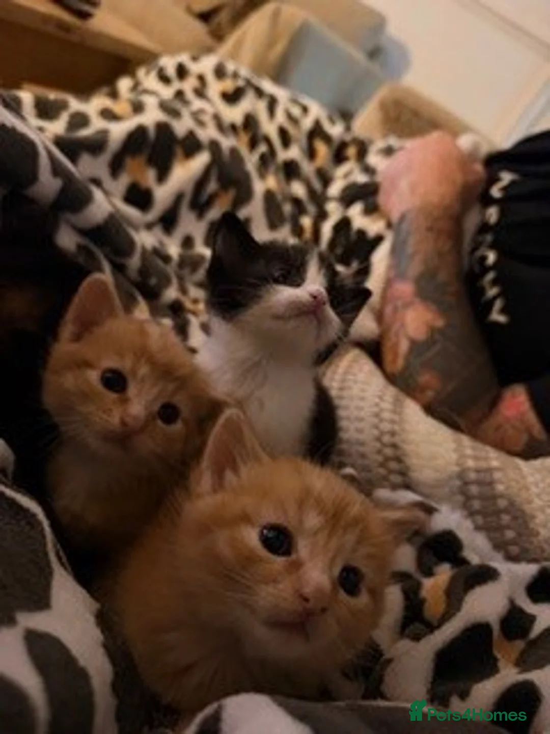 Mixed Breed cats for sale: Gorgeous Tuxedo Female Kitten - Advert 1