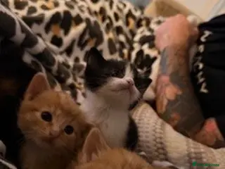 Mixed Breed cats Gorgeous Tuxedo Female Kitten - Advert 2