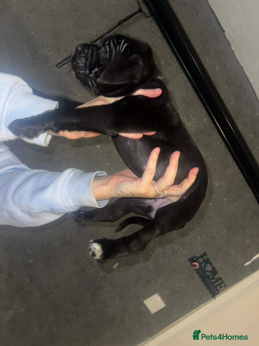 Cane Corso dogs for sale: Cane Corso Pups - Advert 19