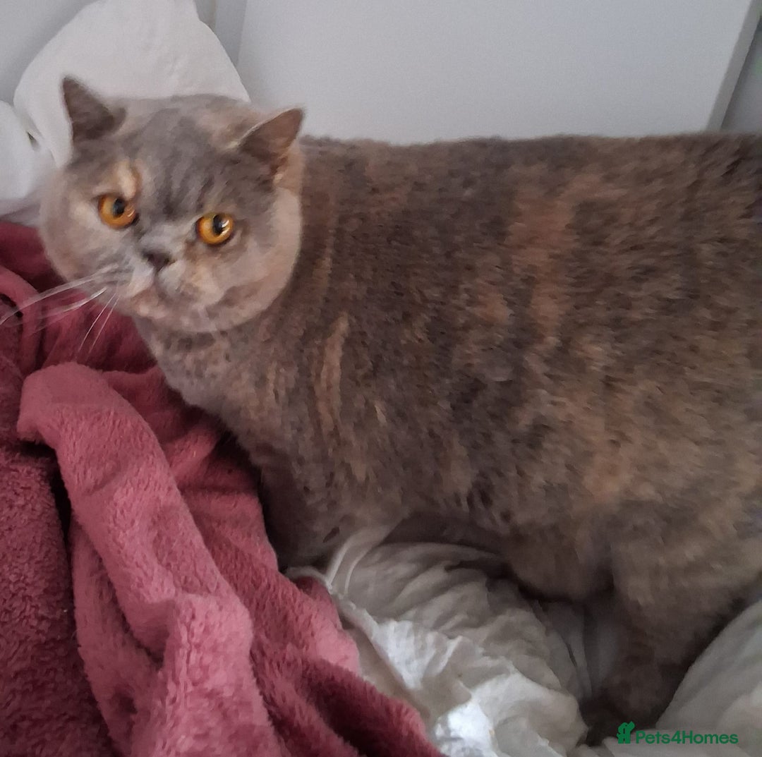 British Shorthair cats for sale: Blue Cream Female British shorthair adult  - Advert 2