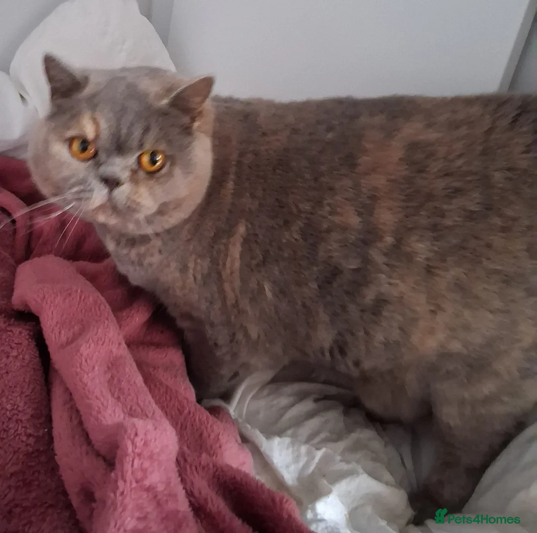 British Shorthair cats for sale: Blue Cream Female British shorthair adult  - Advert 2