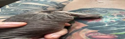 Sphynx cats for sale: Sphynx Kittens - Advert 24
