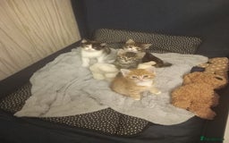 Maine Coon cats for sale: Kittens - Image 3