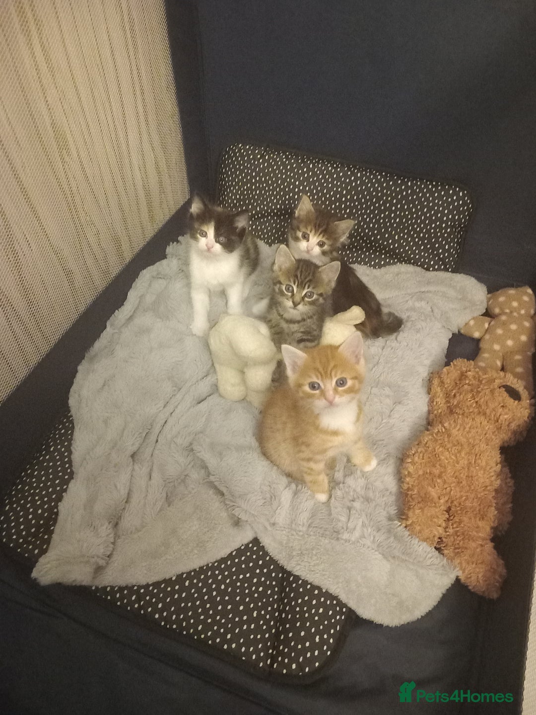 Maine Coon cats for sale: Kittens - Image 3