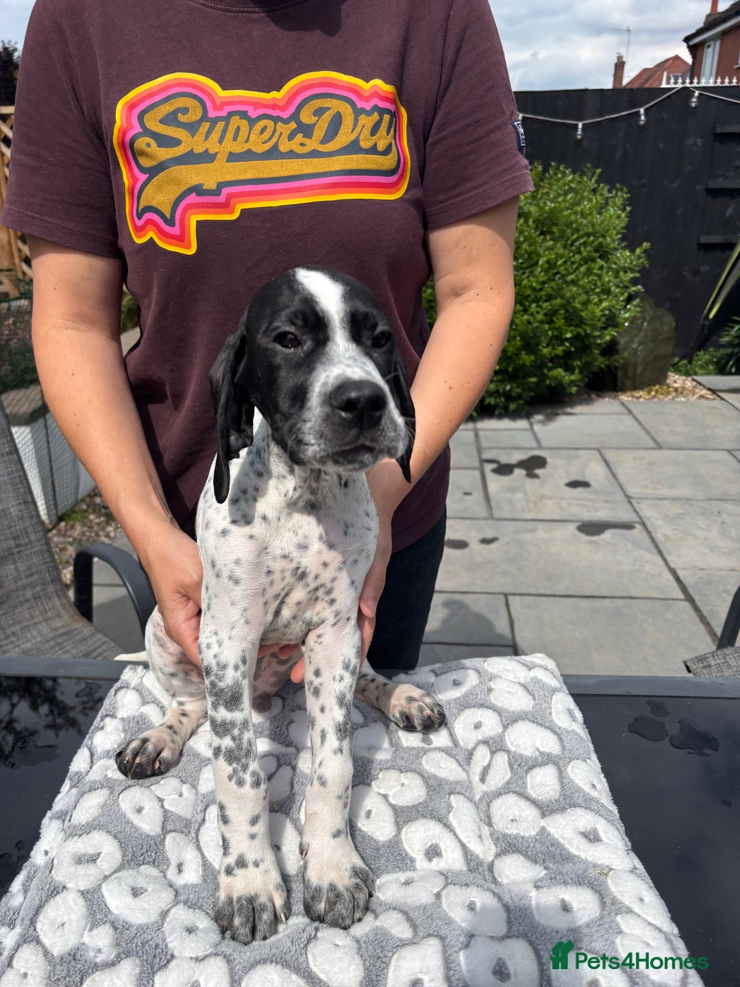 Pointer dogs for sale: ⭐️ LAST MALE PUP REMAINING!⭐️ - Image 25