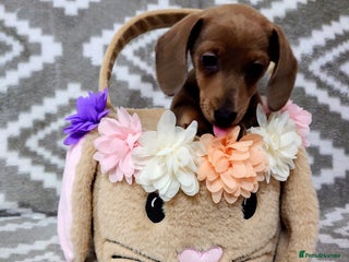 Miniature Dachshund dogs Beautiful girl, miniature dachshund - Advert 6