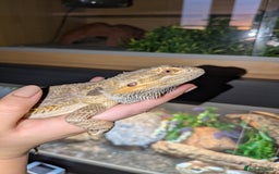 Bearded Dragon reptiles for sale: 11 month old Bearded dragon for rehoming  - Image 6