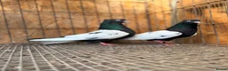 Pigeons birds for sale: IMPORTED IRANIAN SINEH PIGEONS - Advert 26