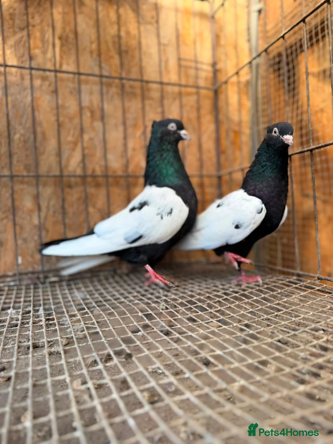 Pigeons birds for sale: IMPORTED IRANIAN SINEH PIGEONS - Advert 26