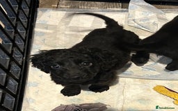 Cockapoo dogs for sale: F2B Cockapoo Puppies - Image 22
