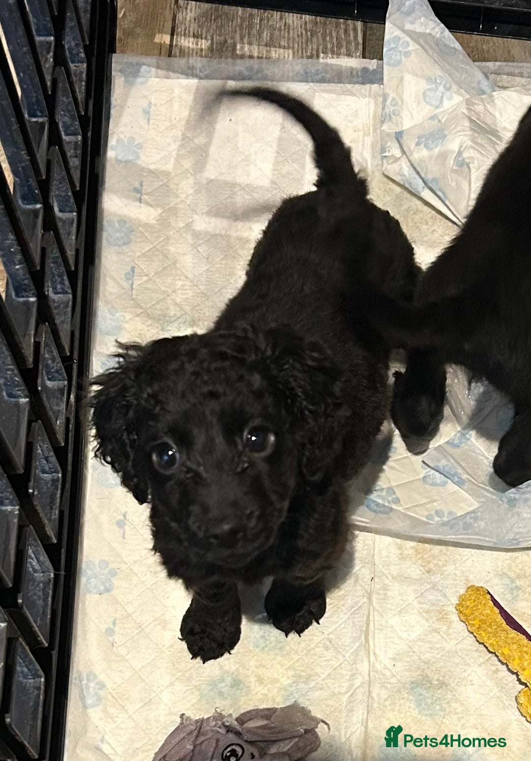 Cockapoo dogs for sale: F2B Cockapoo Puppies - Image 22