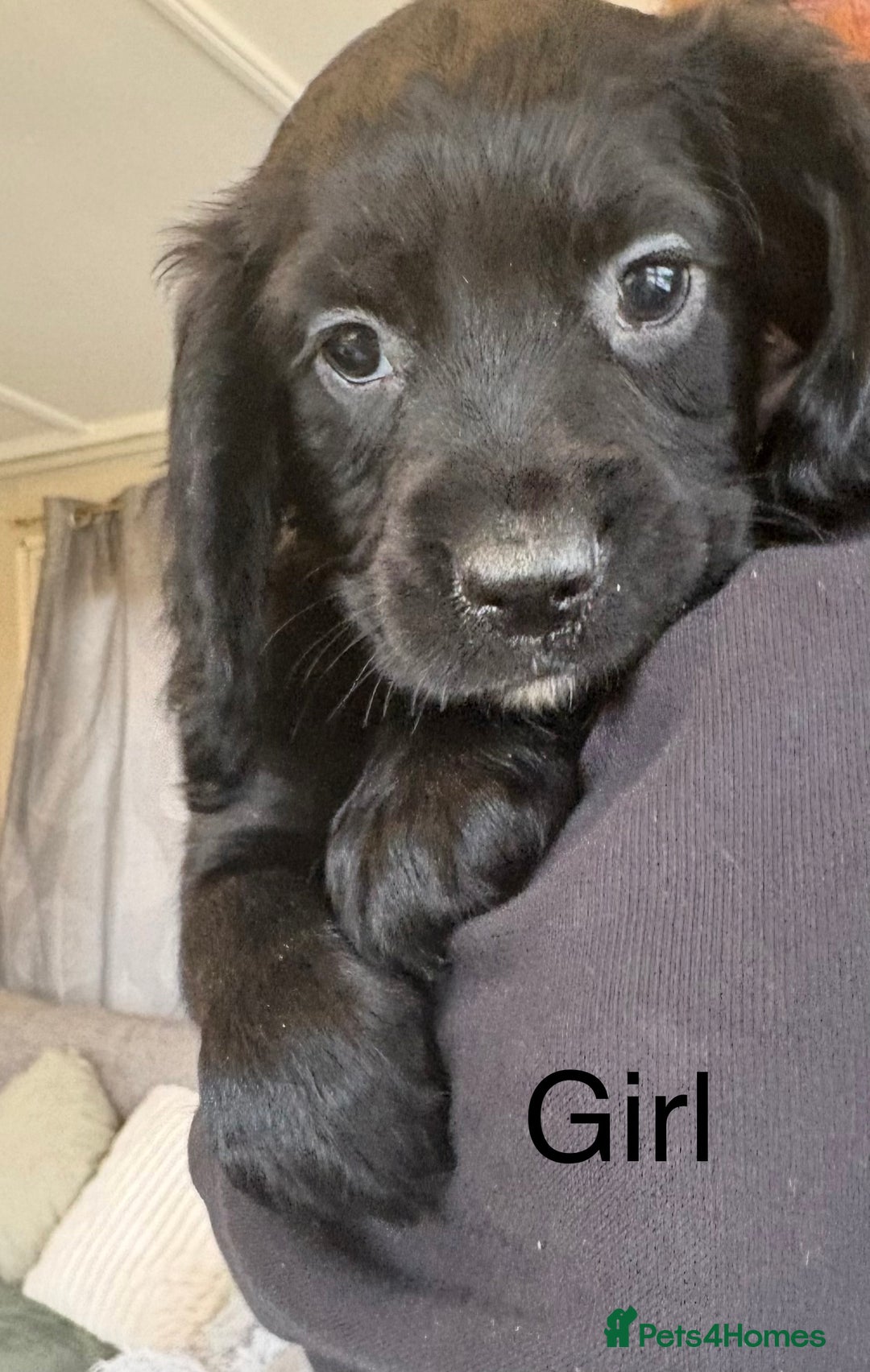 Sprocker dogs for sale: Beautiful Sprocker Puppies  - Advert 10