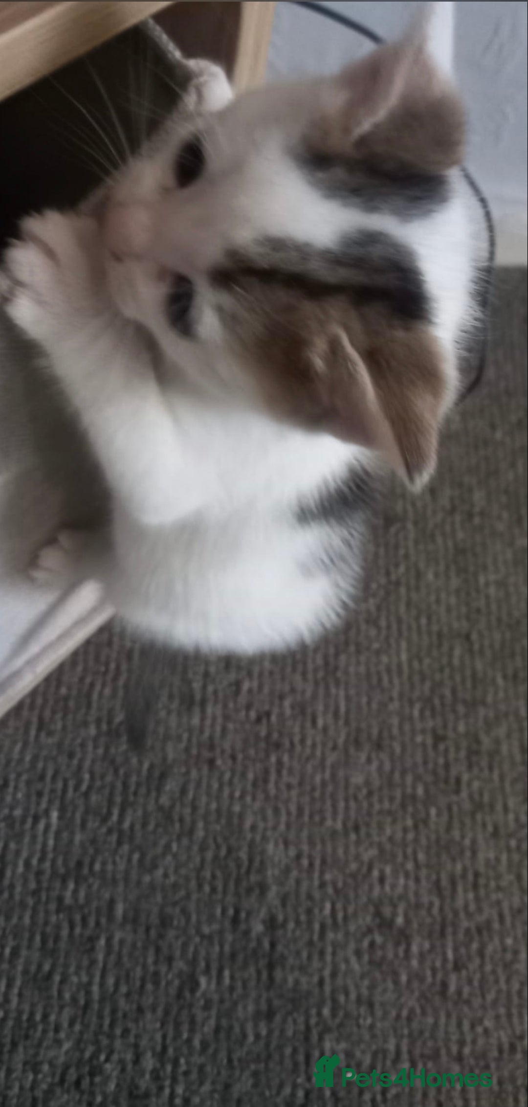 Mixed Breed cats for sale: 3 kitties for sale  - Image 7
