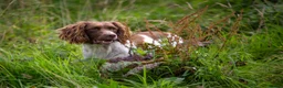 English Springer Spaniel dogs for stud: DNA Tested & Hip/Elbow scored Springer - Bryn in Carmarthen - Advert 8