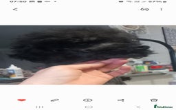 Toy Poodle dogs for sale: 4 YR OLD VERY FRIENDLY BLACK MALE TOY POODLE - Image 3