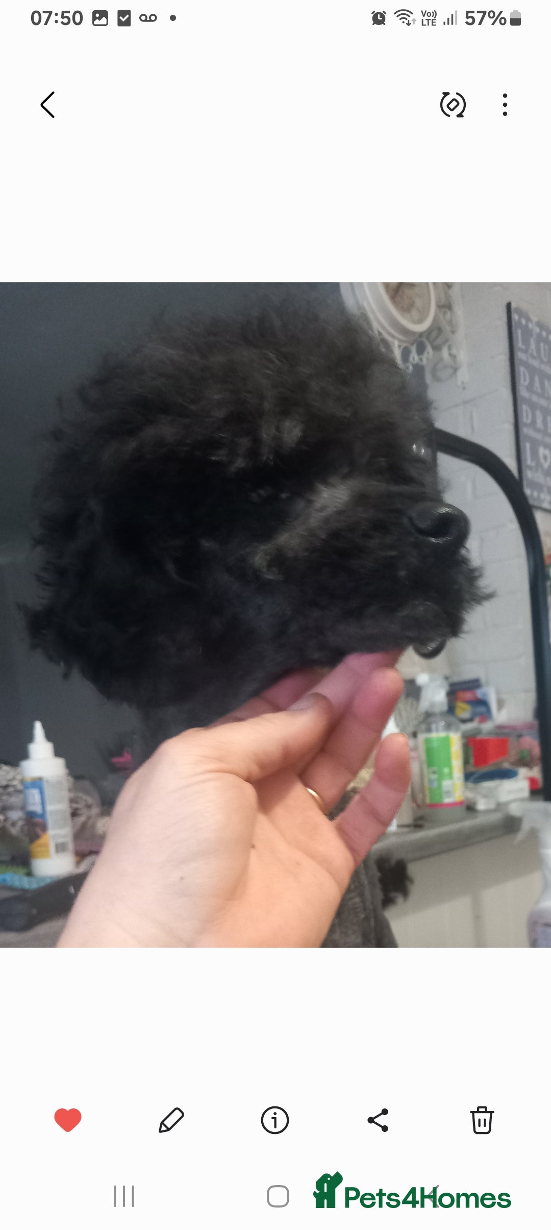 Toy Poodle dogs for sale: 4 YR OLD VERY FRIENDLY BLACK MALE TOY POODLE - Image 3