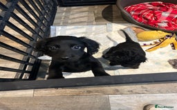 Cockapoo dogs for sale: F2B Cockapoo Puppies - Image 24