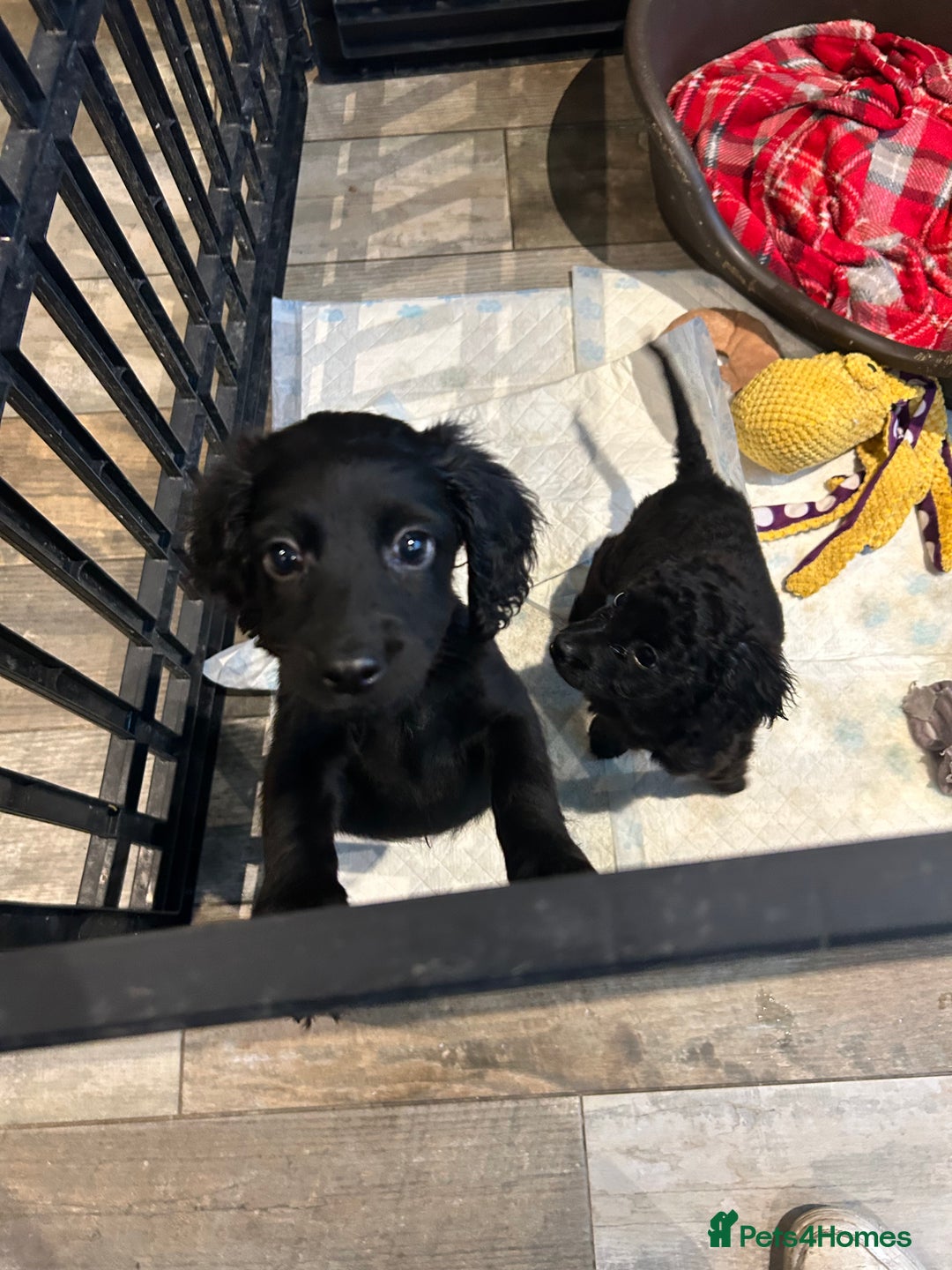 Cockapoo dogs for sale: F2B Cockapoo Puppies - Image 24