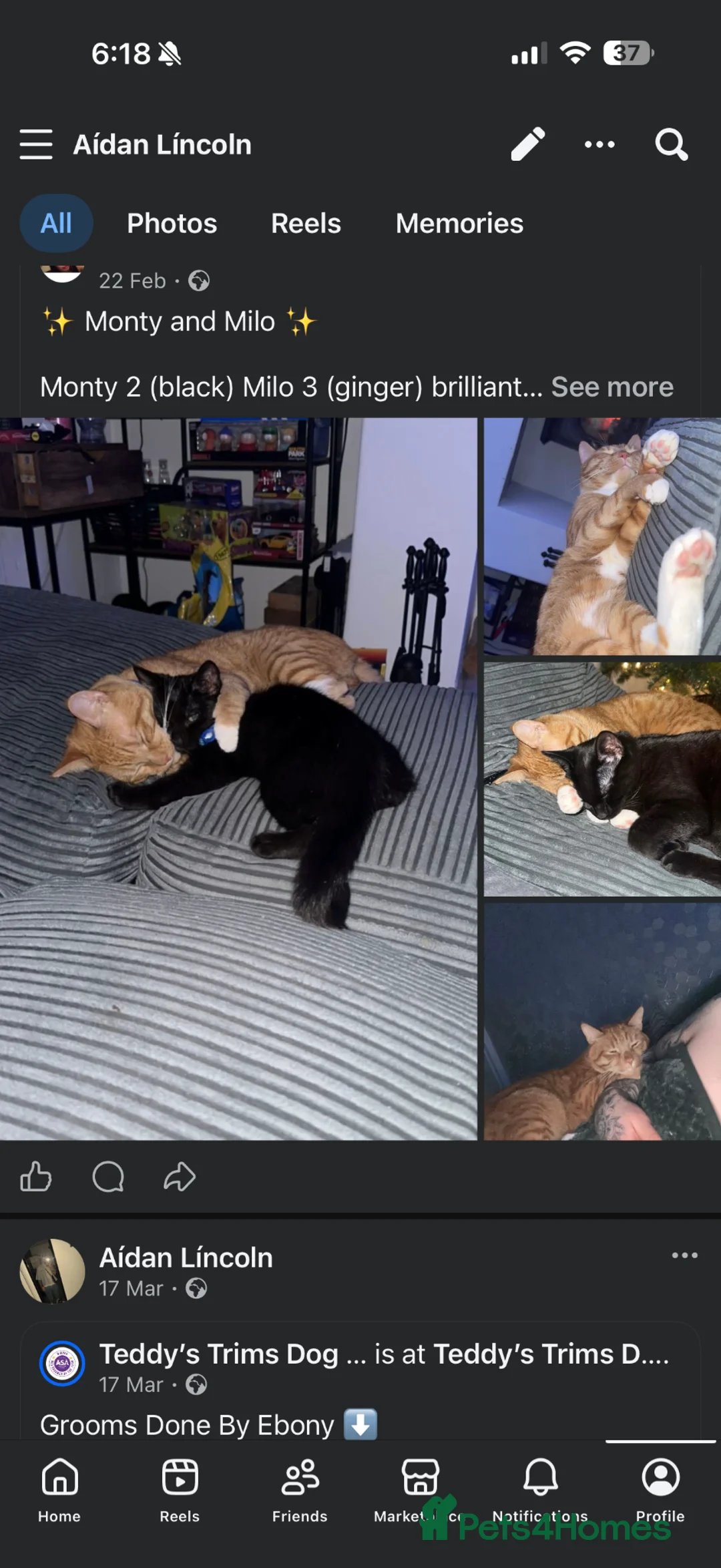 Mixed Breed cats for sale: Monty and Milo - Advert 1