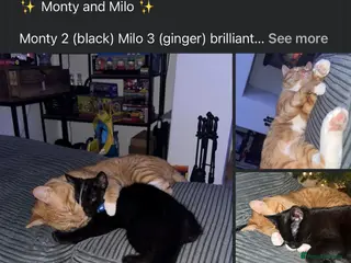 Mixed Breed cats Monty and Milo - Advert 3