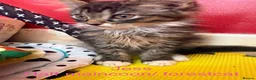Maine Coon cats for sale: Beautiful male maincoon/forest cat kittens  - Advert 4