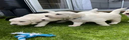 Golden Retriever dogs for sale: ⭐️Ready from 14th July⭐️ - Advert 9