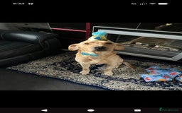 Labrador Retriever dogs for sale: Beautiful Labrador puppys  - Image 6