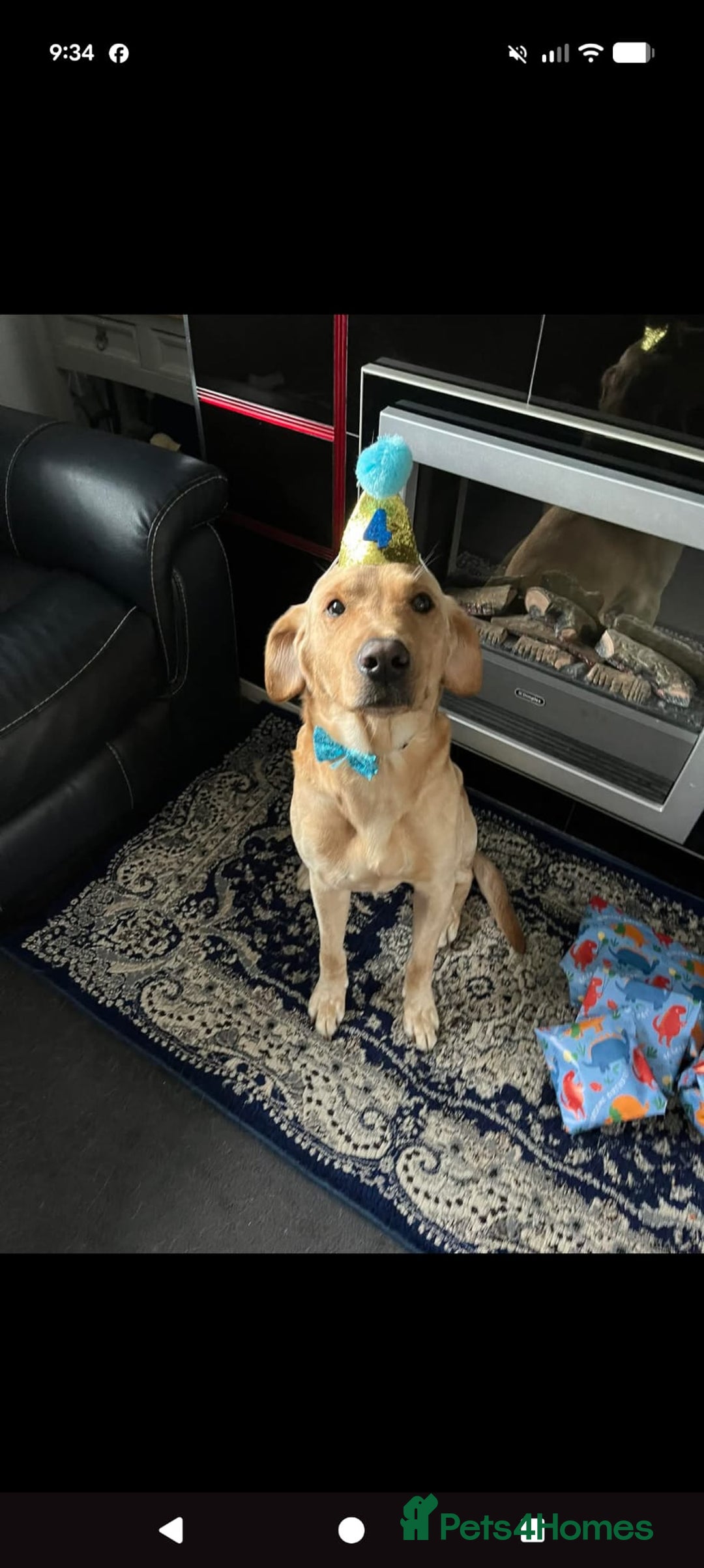 Labrador Retriever dogs for sale: Beautiful Labrador puppys  - Image 6