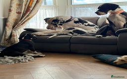 Great Dane dogs for sale: 2 remaining Championship Great Dane puppies - Image 6