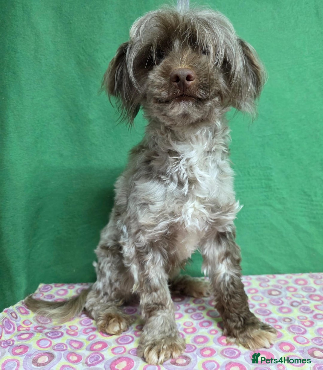 Labradoodle dogs for adoption: MARVIN – Miniature Labradoodle (Male) - Advert 2