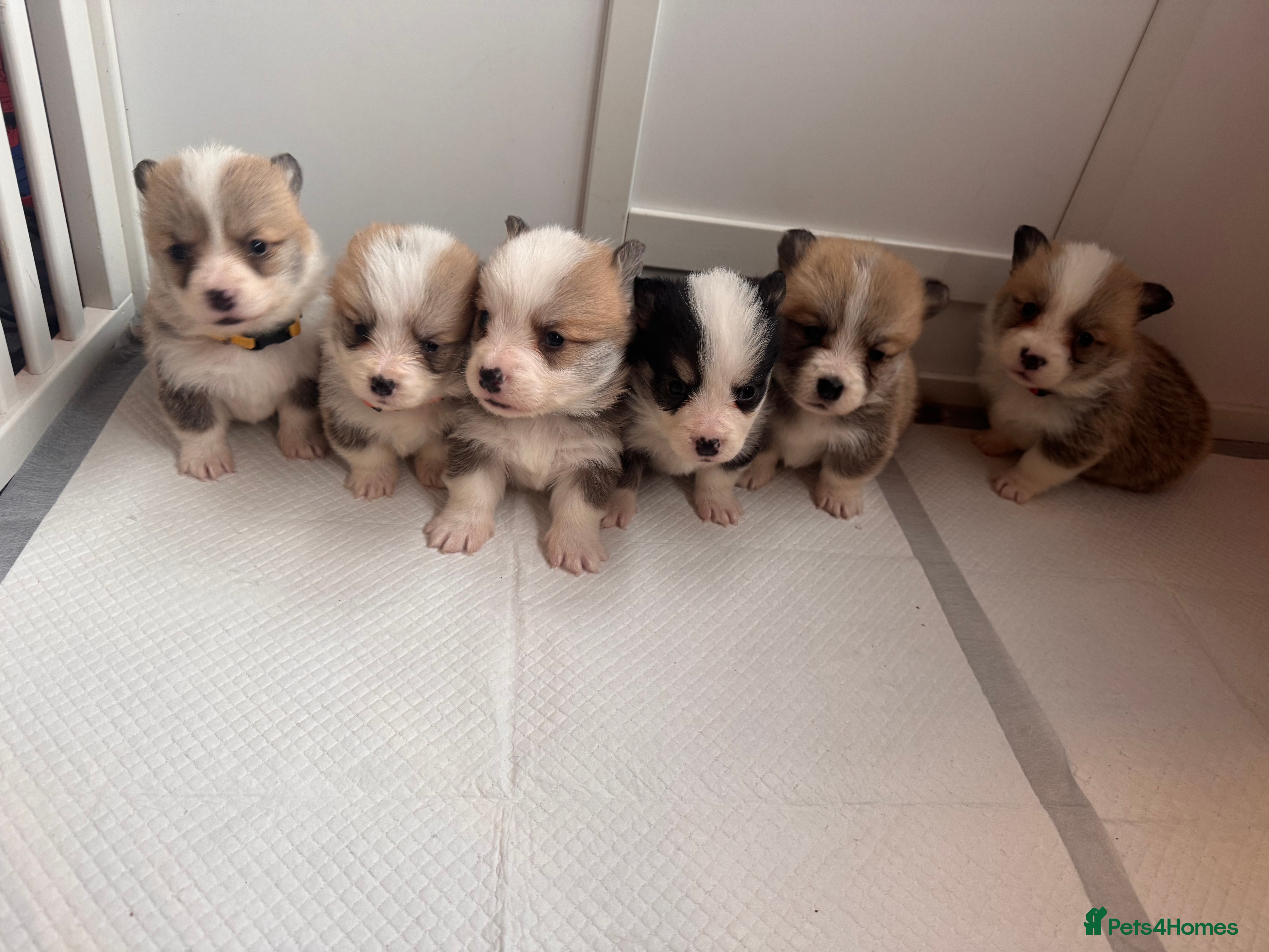 Welsh Corgi Pembroke dogs Kc Pembroke corgi puppies - Advert 10