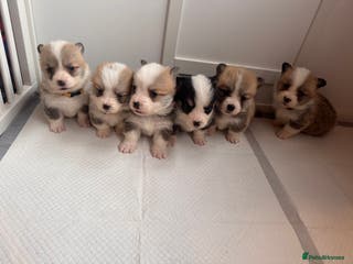 Welsh Corgi Pembroke dogs Kc Pembroke corgi puppies - Advert 10