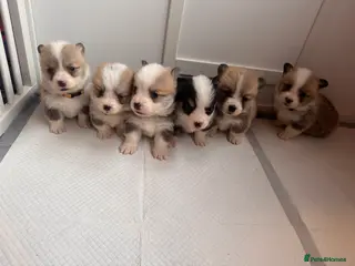 Welsh Corgi Pembroke dogs Kc Pembroke corgi puppies - Advert 3