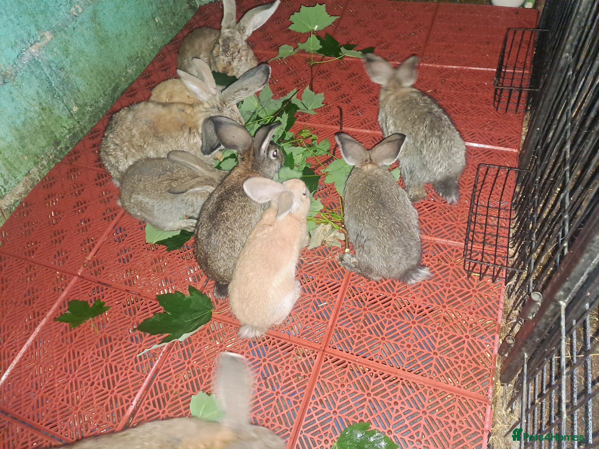 Continental Giant rabbits for sale: Pure Giant rabbits - Advert 4