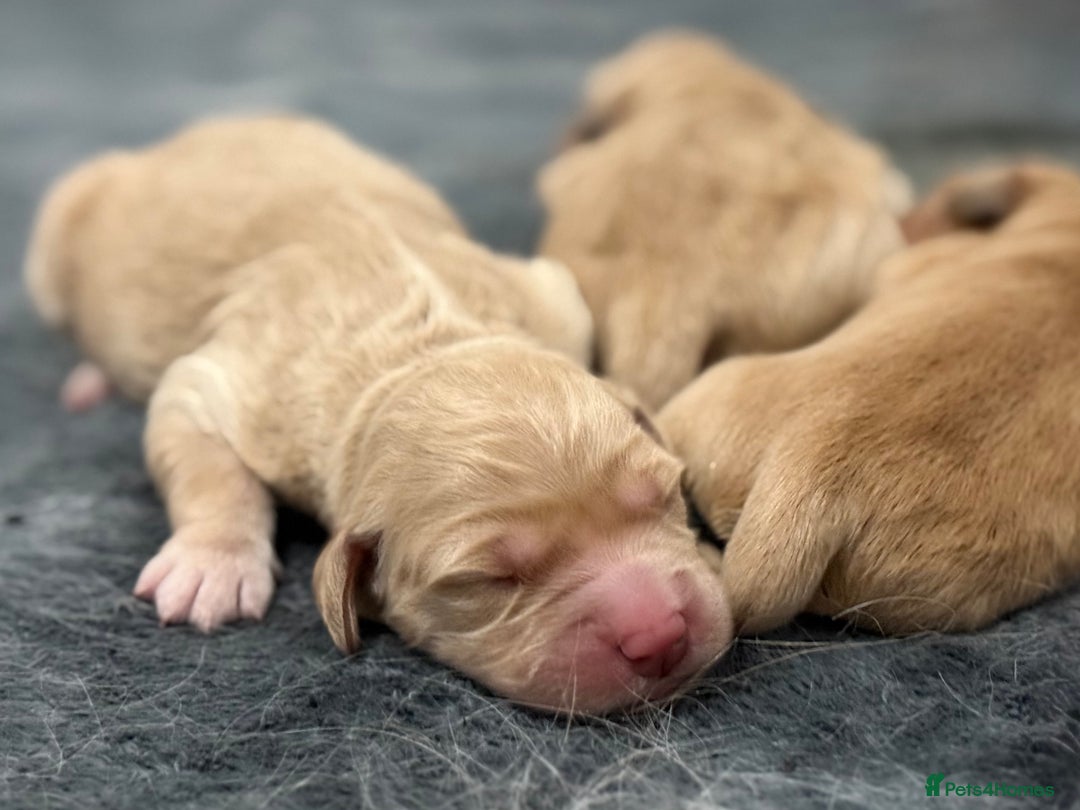 Golden Retriever dogs for sale: KC Golden Retriever Puppies - The Stranger Gang  - Advert 21