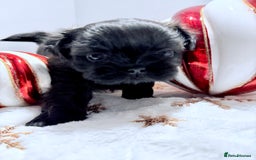 Shih Tzu dogs for sale: 3x Beautiful Pedigree Imperial Shih Tzu Girls - Advert 5