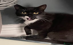 British Shorthair cats for sale: £20 British shorthair £20 - Image 1