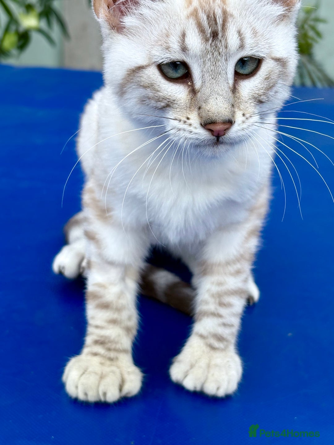 Keetso cats for sale: Stunning polydactyl snow leopard girl  - Image 11