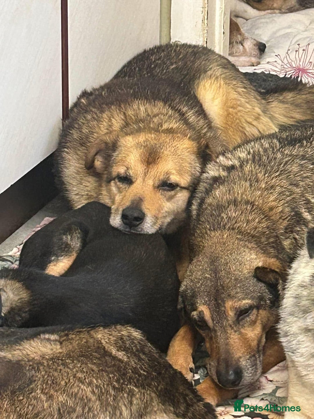 Mixed Breed dogs for adoption: Einstein - Norwich Norfolk  in Norwich - Image 16