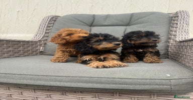 Cockapoo dogs - Advert 3