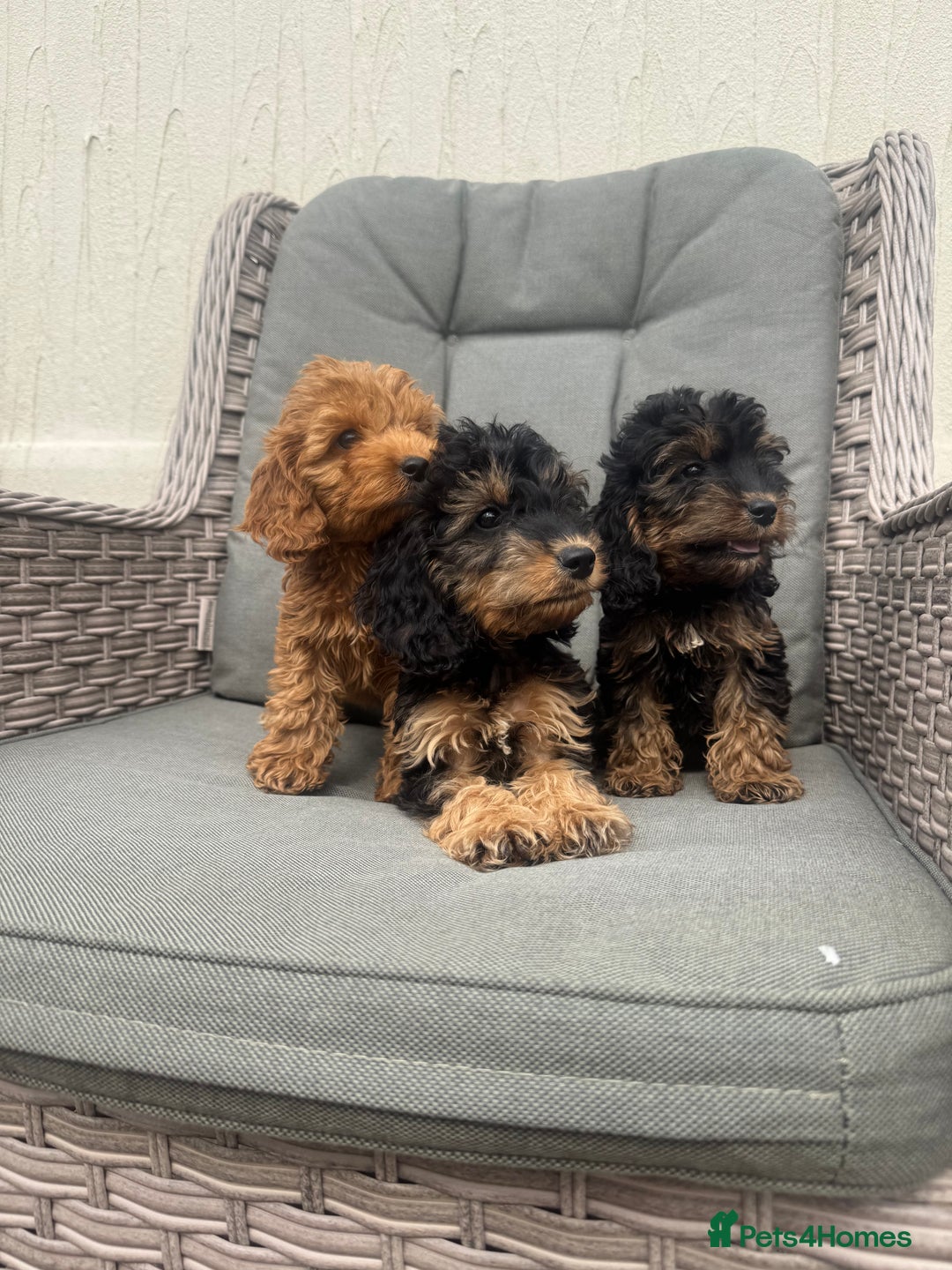 Cockapoo dogs for sale: F1 pra clear Cockapoos (council licensed breeder) - Image 2