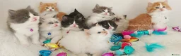 Ragdoll cats for sale: Beautiful cross Ragdoll/Persian 😻😻😻😻 - Advert 17