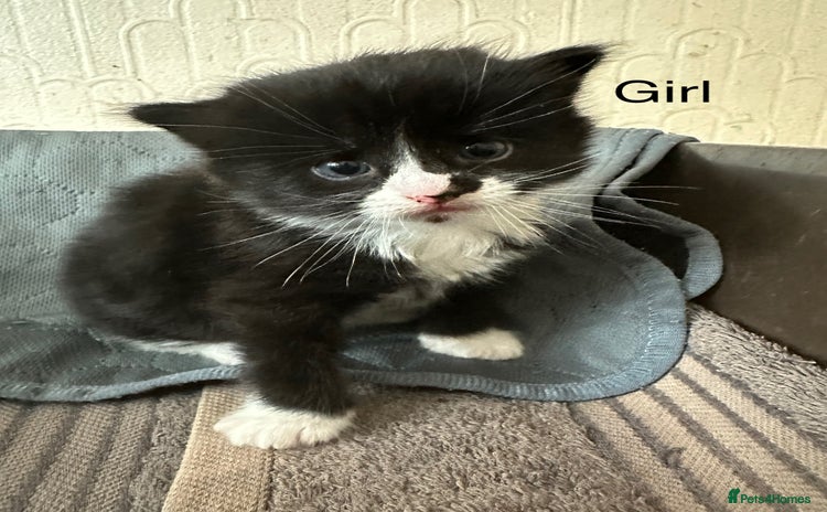 Mixed Breed cats - Advert 8