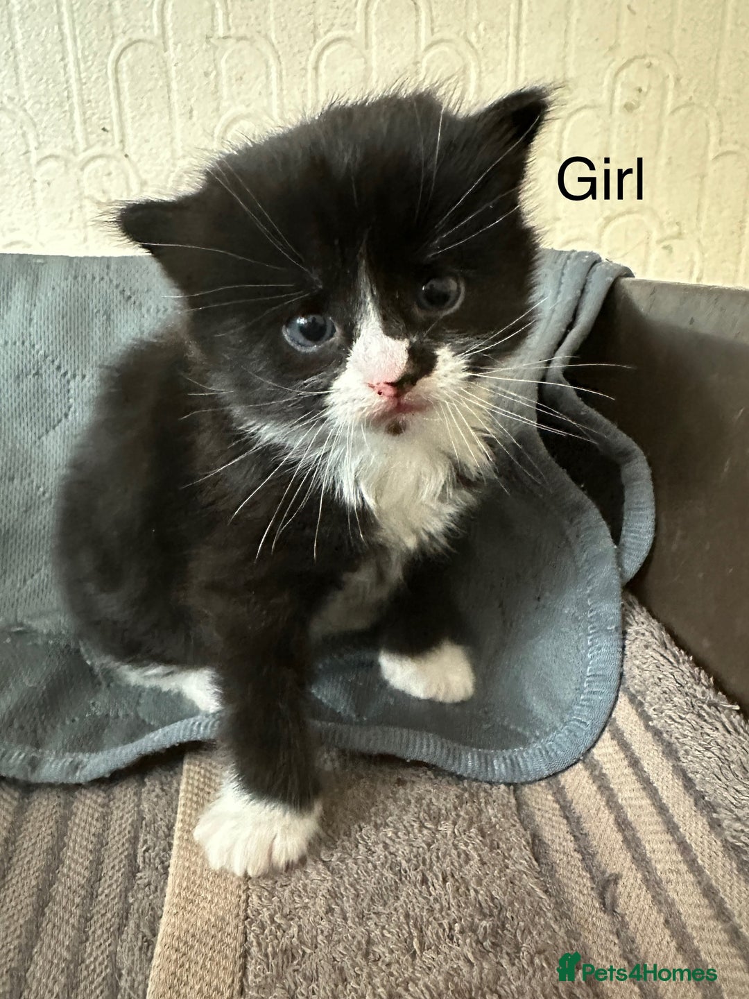 Mixed Breed cats for sale: Tuxedo kittens( boy and girl) London - Image 1