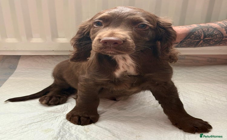 Cocker Spaniel dogs Charlie❤️ - Advert 5