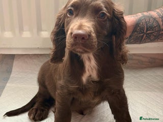 Cocker Spaniel dogs Charlie❤️ - Advert 8