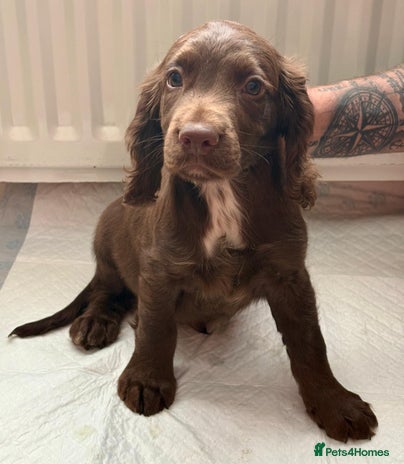 Cocker Spaniel dogs Charlie❤️ - Advert 5